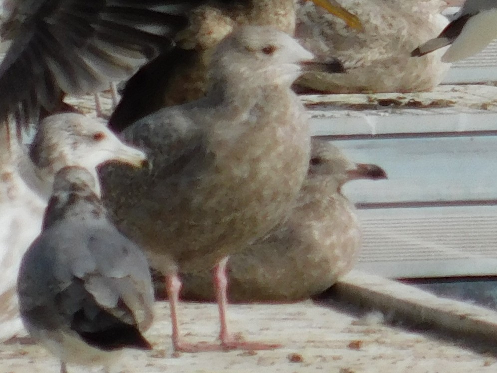 アイスランドカモメ（亜種 カナダカモメ） - ML646398316