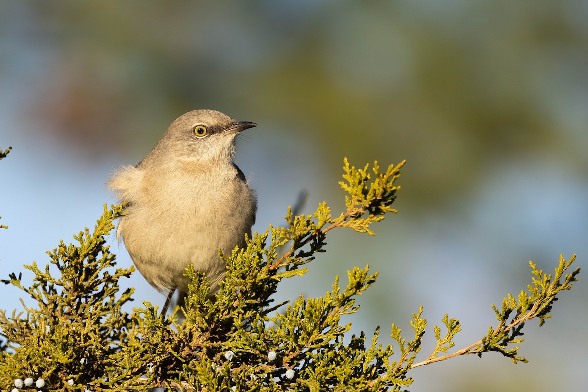 drozdec mnohohlasý - ML646398317