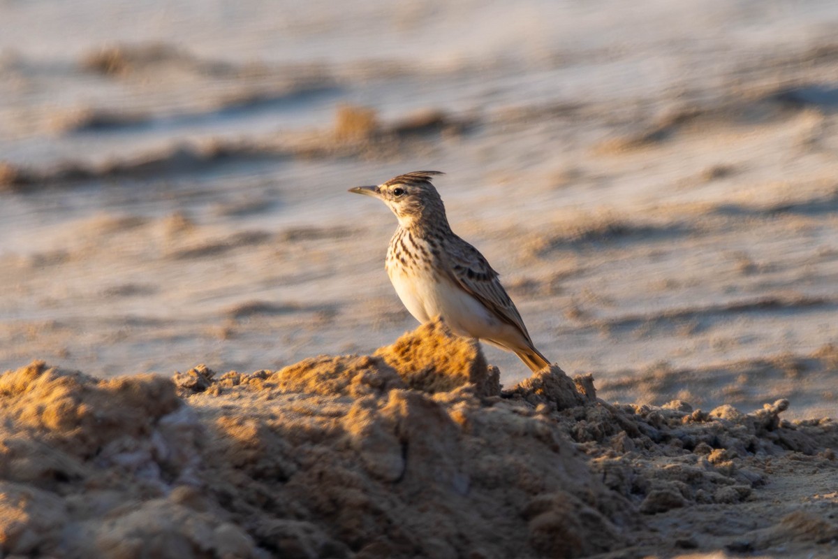 Crested Lark - ML646398318