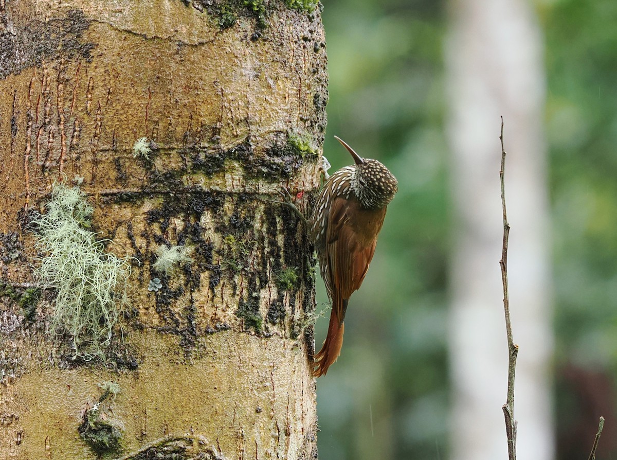 Dağ Tırmaşık - ML646398319