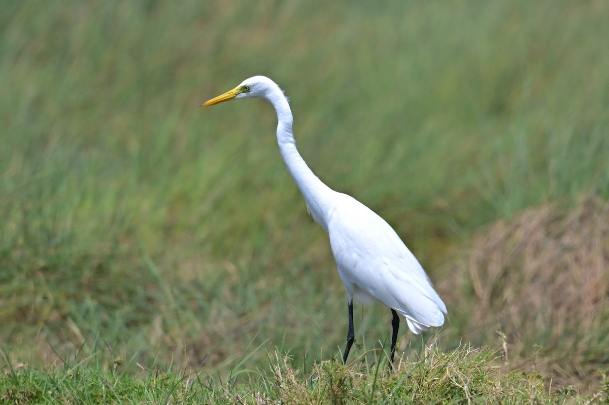 Yellow-billed Egret - ML646398322