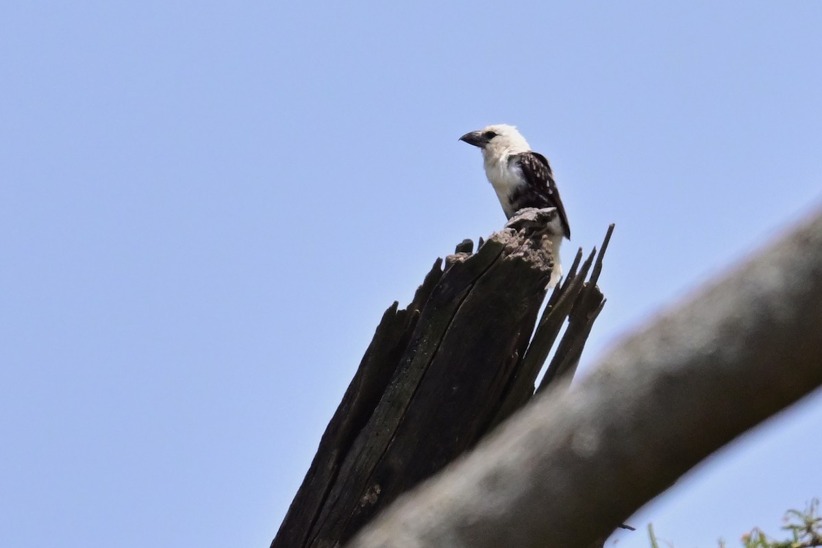 White-headed Barbet - ML646398326