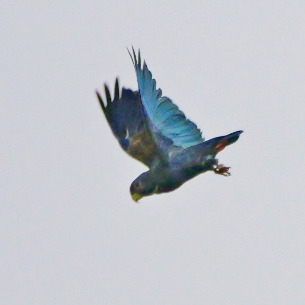 Bronze-winged Parrot - ML646398327