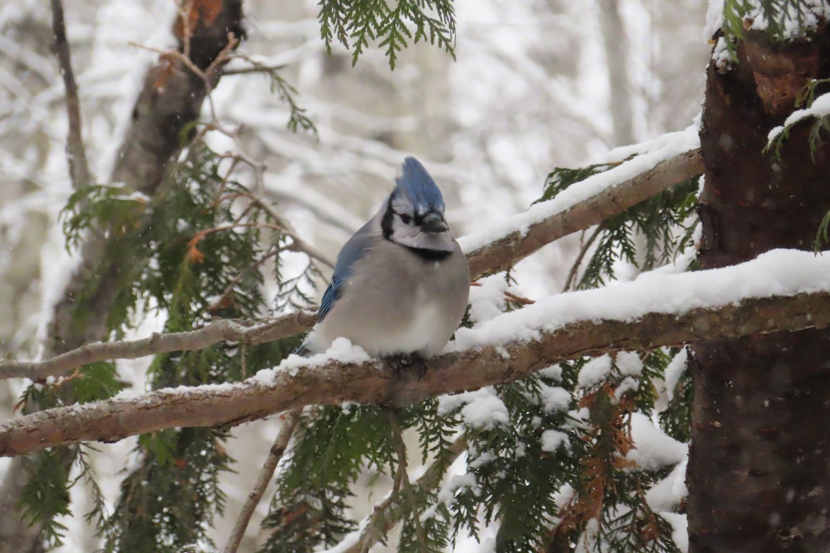 Blue Jay - ML646398335
