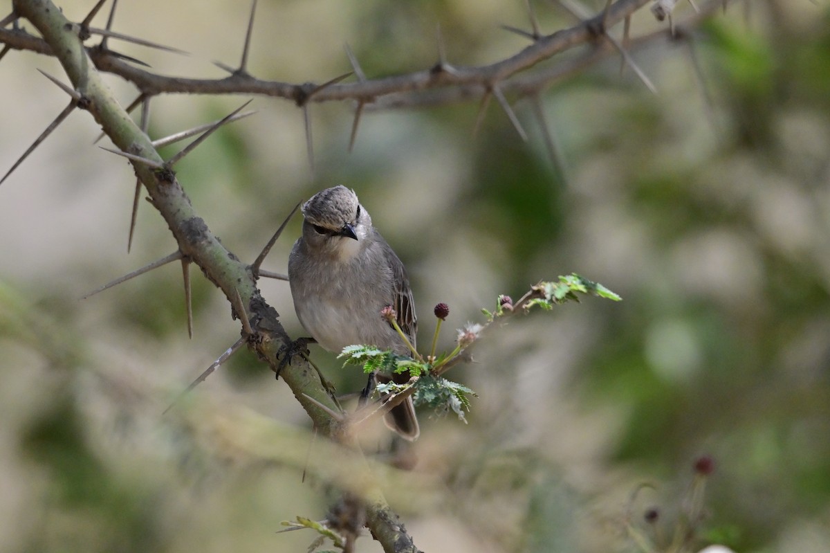 African Gray Flycatcher (African Gray) - ML646398338