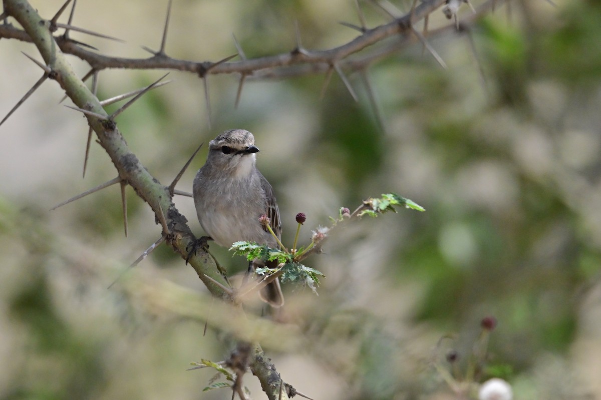 African Gray Flycatcher (African Gray) - ML646398339