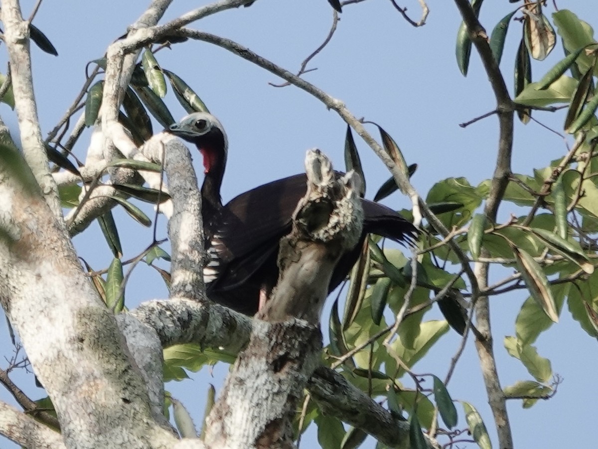 Pava Cuyubí (nattereri) - ML646398340