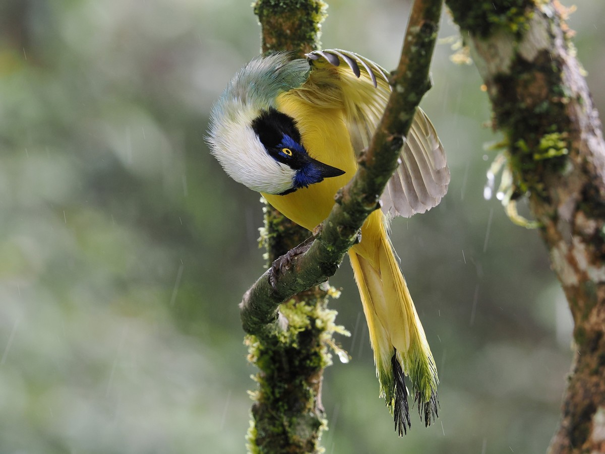 Green Jay - ML646398341