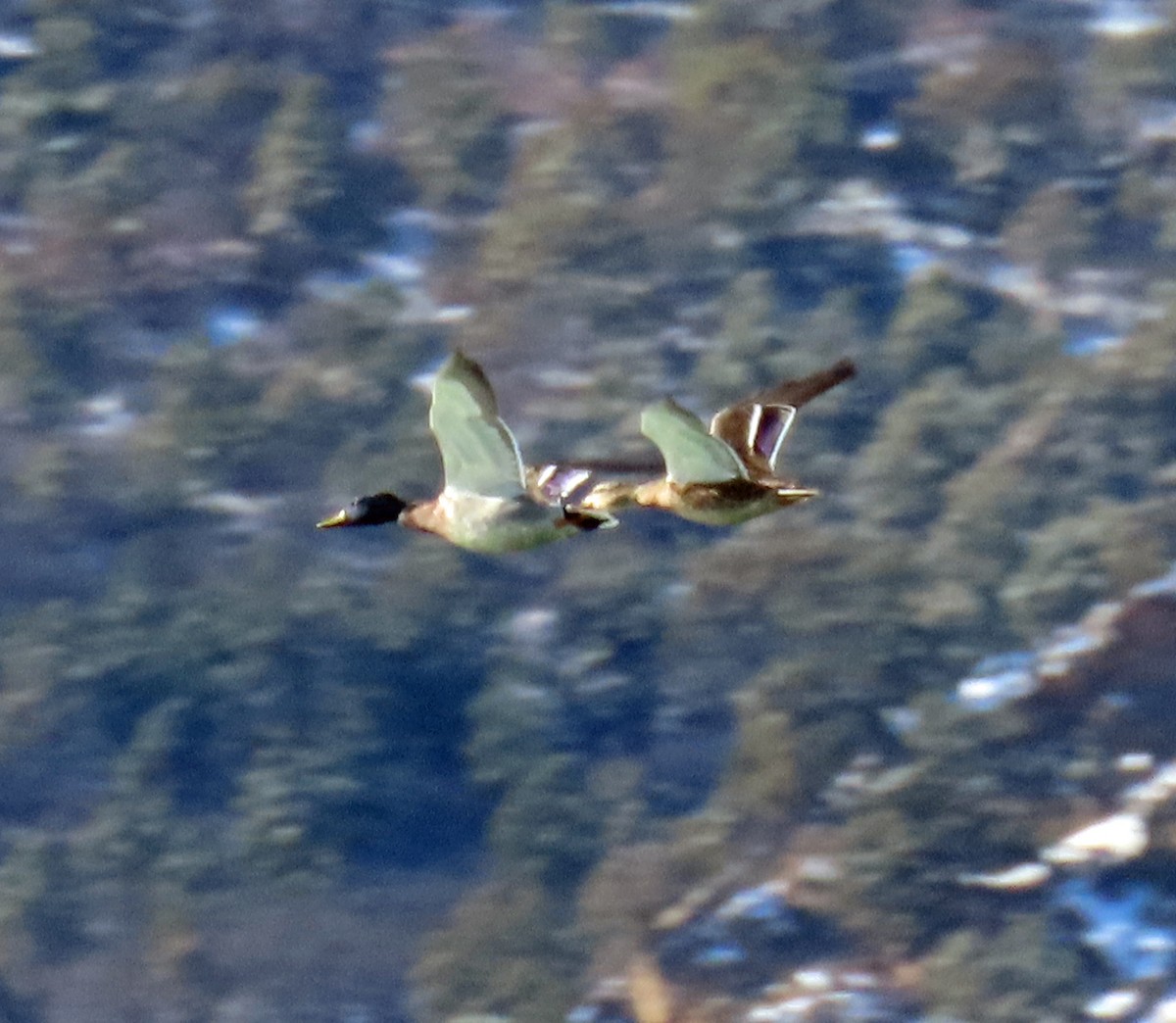 Mallard - ML646398364