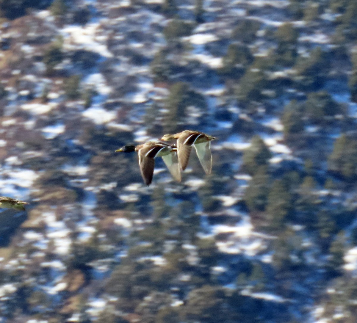 Mallard - ML646398365