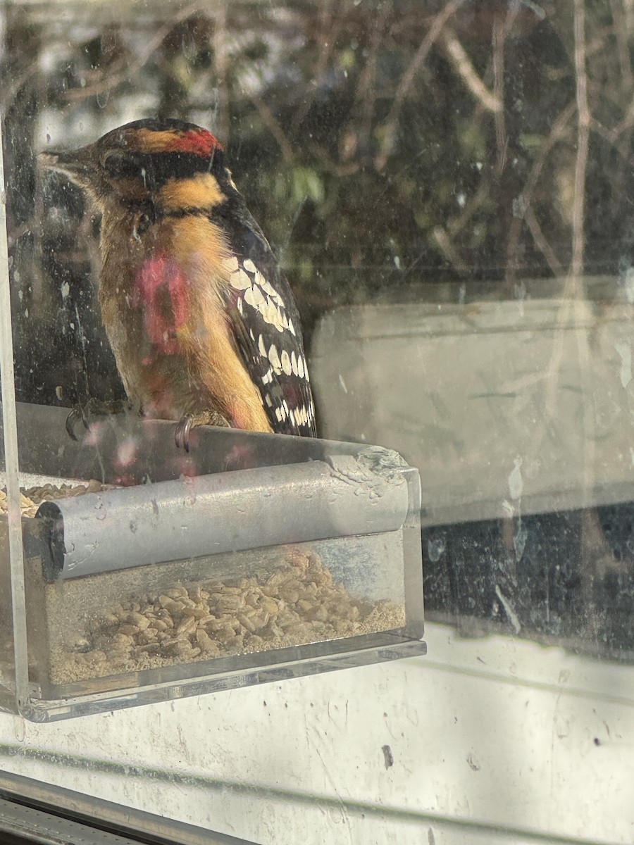 Downy Woodpecker - ML646398372