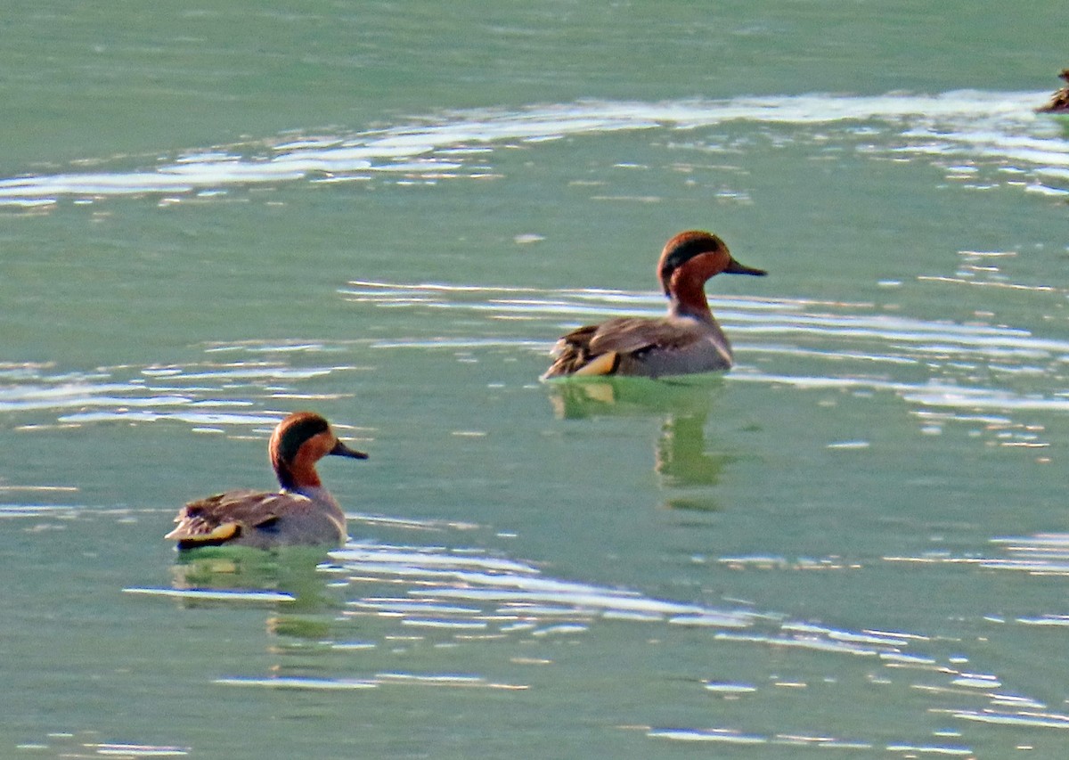 Green-winged Teal - ML646398373