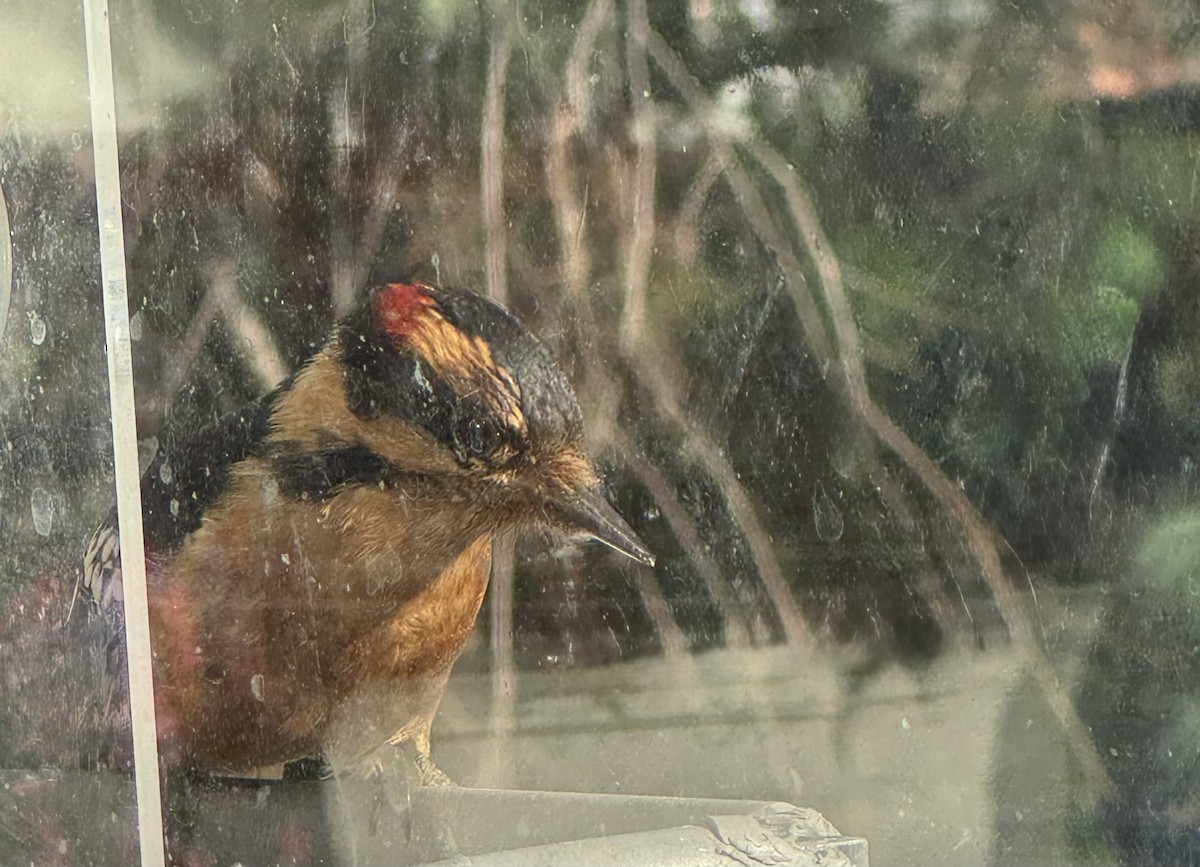 Downy Woodpecker - ML646398374