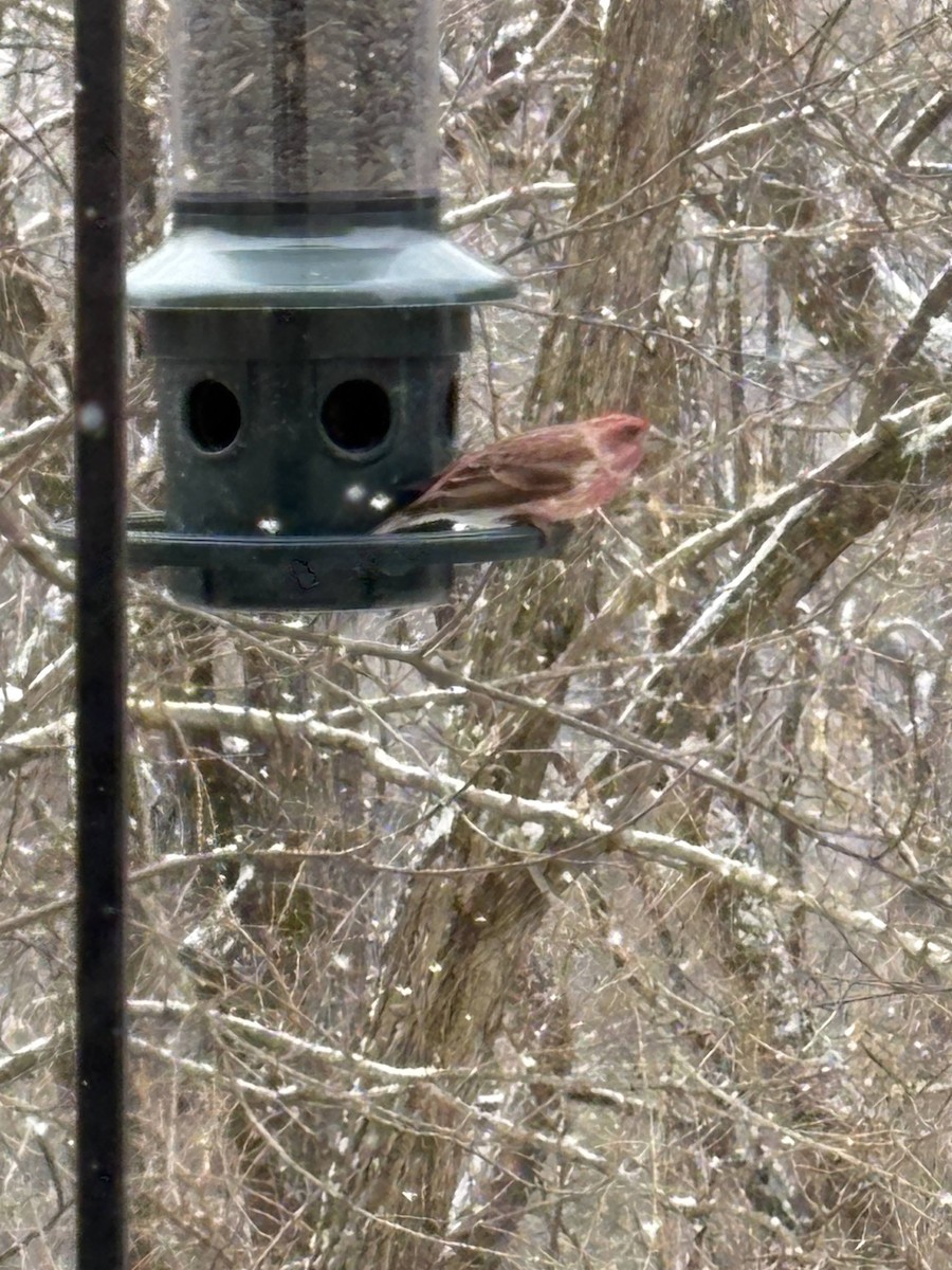 Purple Finch - ML646398380