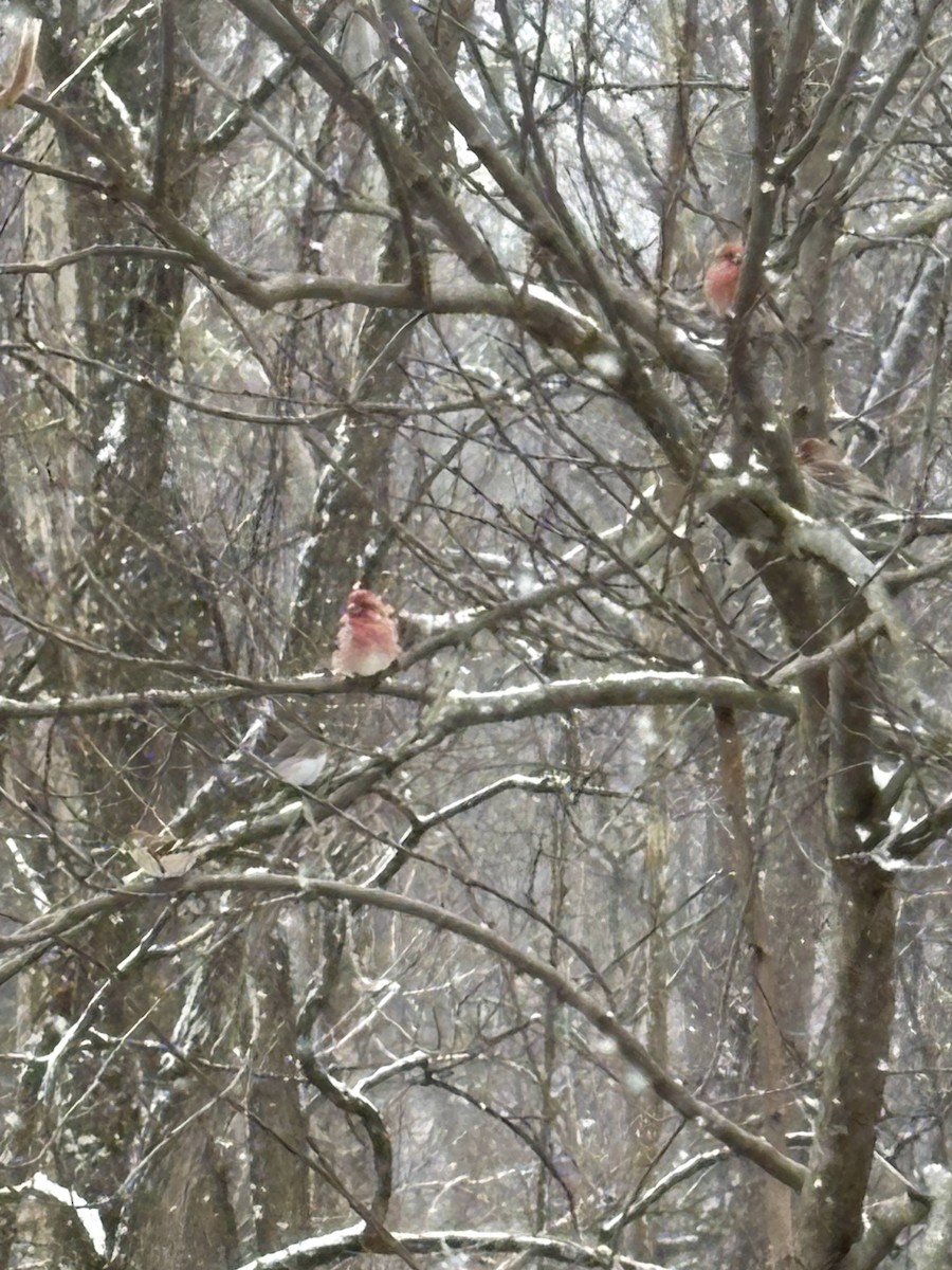 Purple Finch - ML646398381