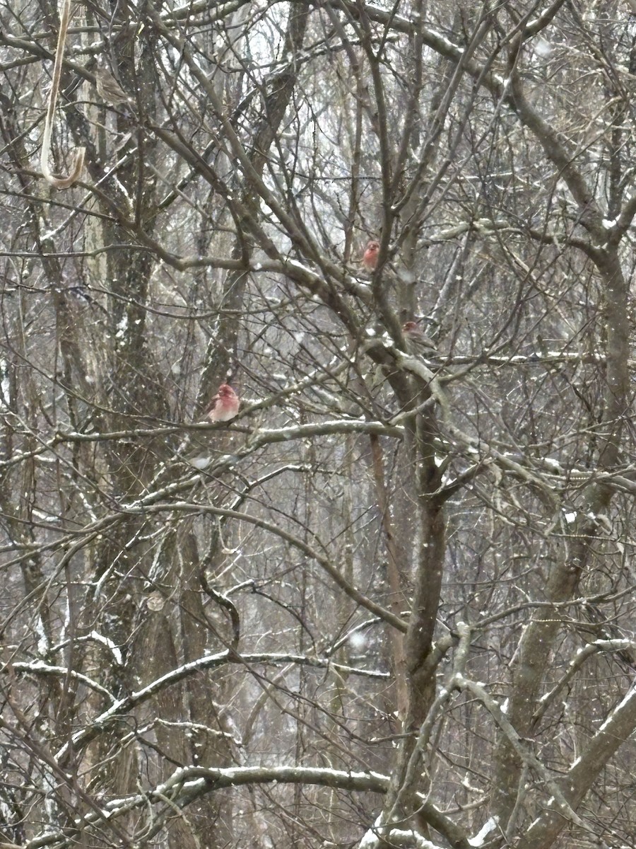 Purple Finch - ML646398382