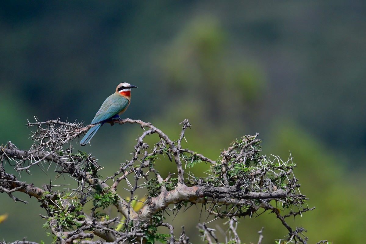 White-fronted Bee-eater - ML646398383