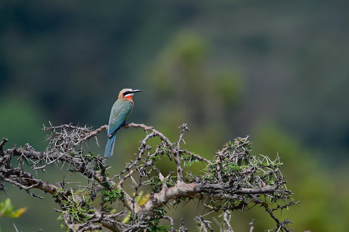 White-fronted Bee-eater - ML646398384