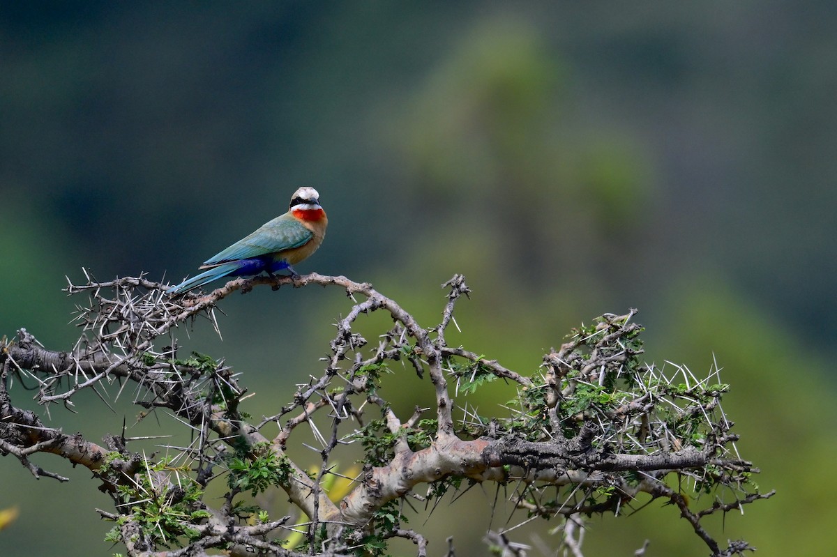 White-fronted Bee-eater - ML646398385