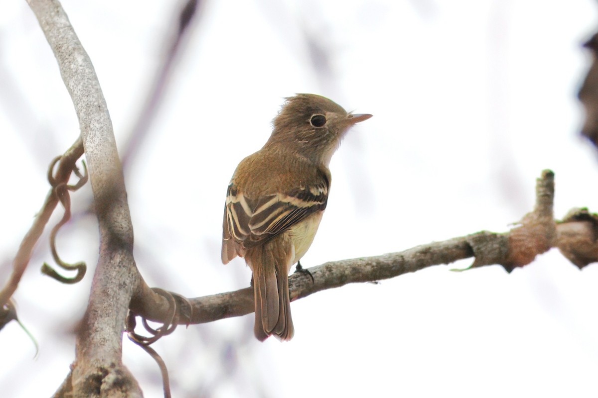 Least Flycatcher - ML646398386