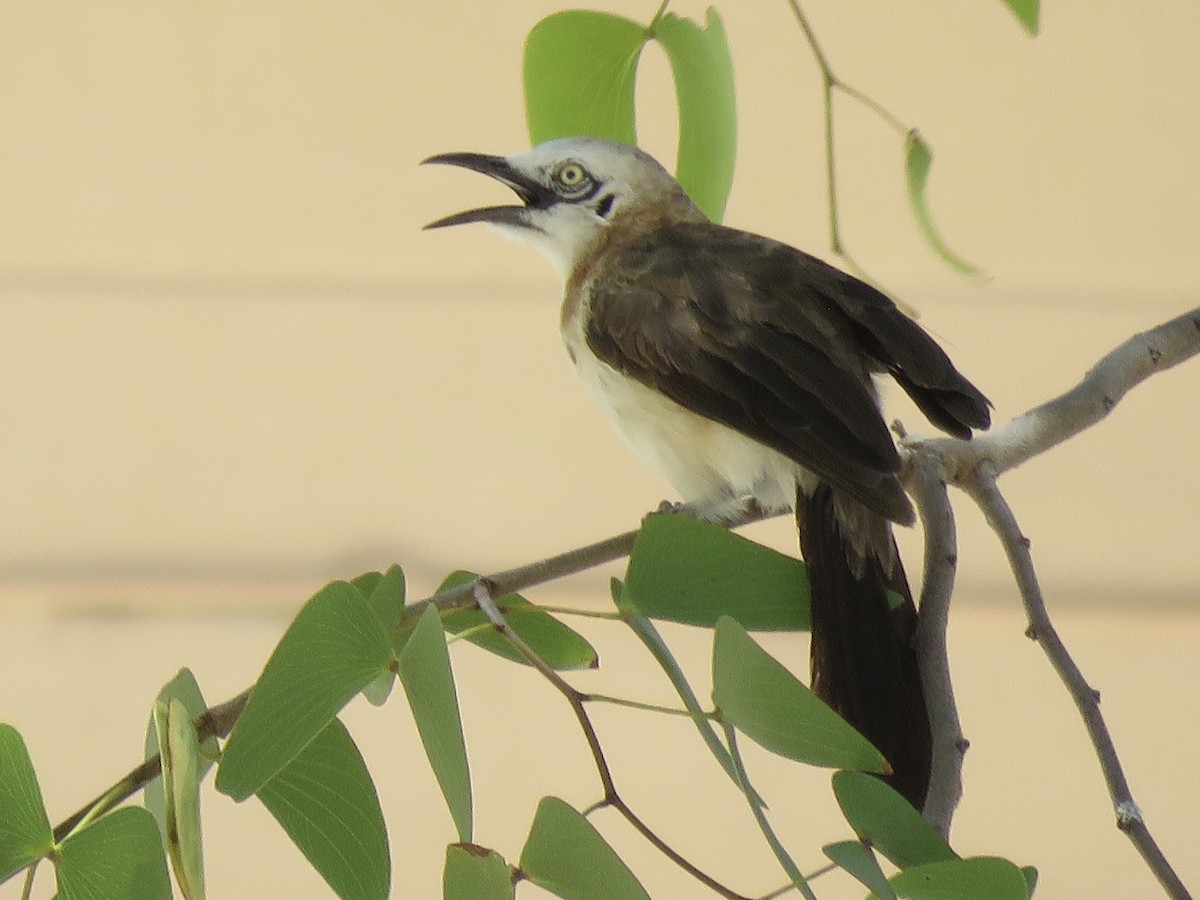 Bare-cheeked Babbler - ML646398397