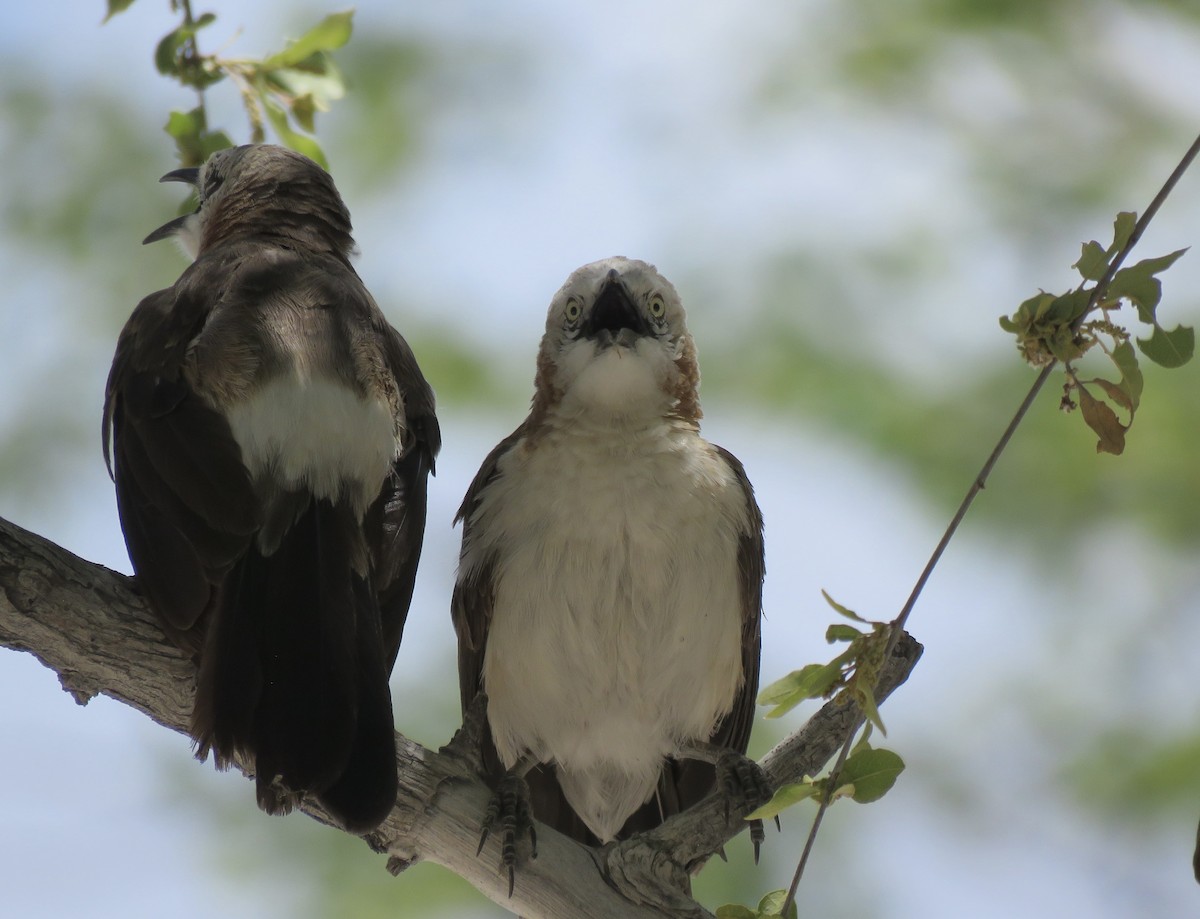 Bare-cheeked Babbler - ML646398398