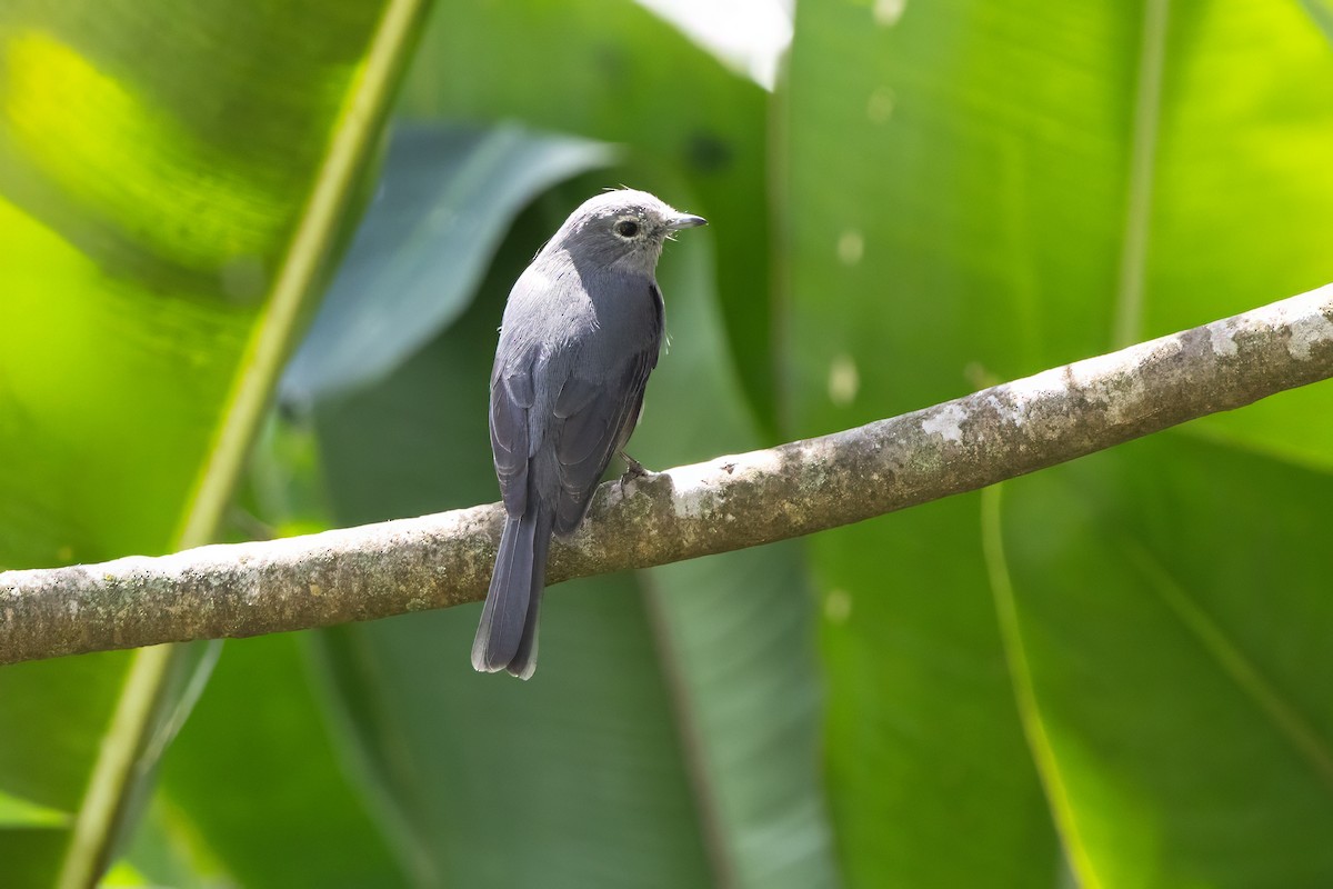White-eyed Slaty-Flycatcher - ML646398400