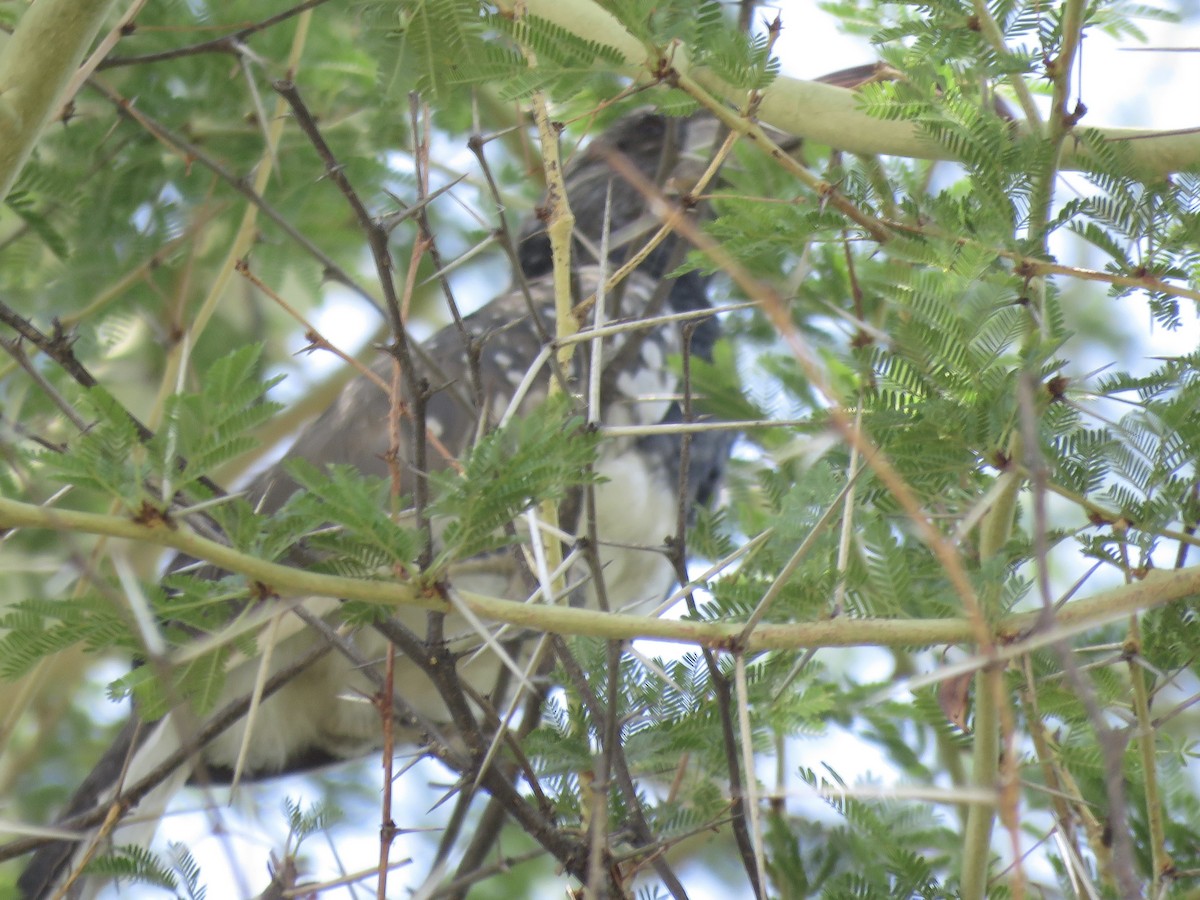 Monteiro's Hornbill - ML646398401