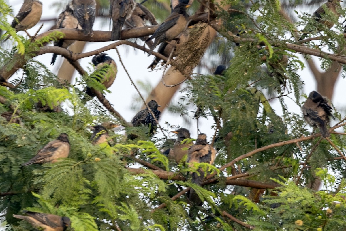 Обыкновенный скворец - ML646398403