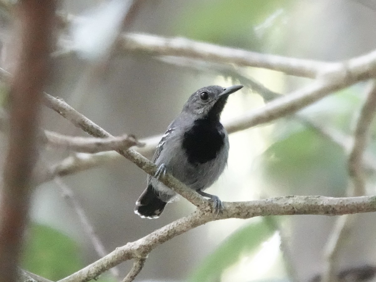 Long-winged Antwren - ML646398408