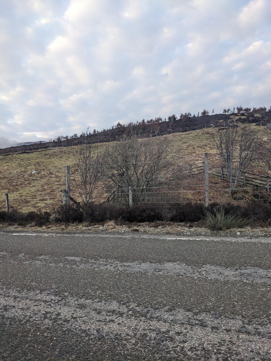 Birkhuhn - ML646398409