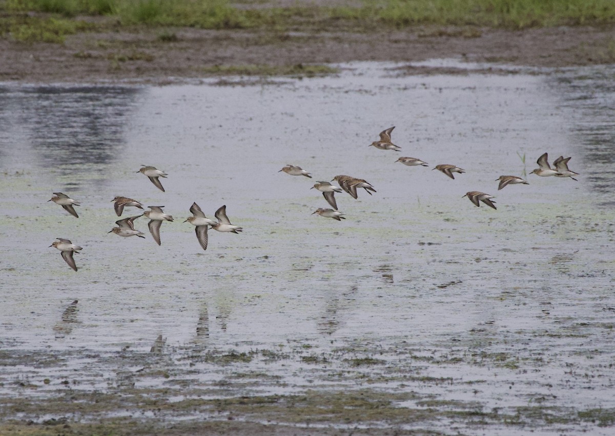 Alaska Kumkuşu - ML646398410