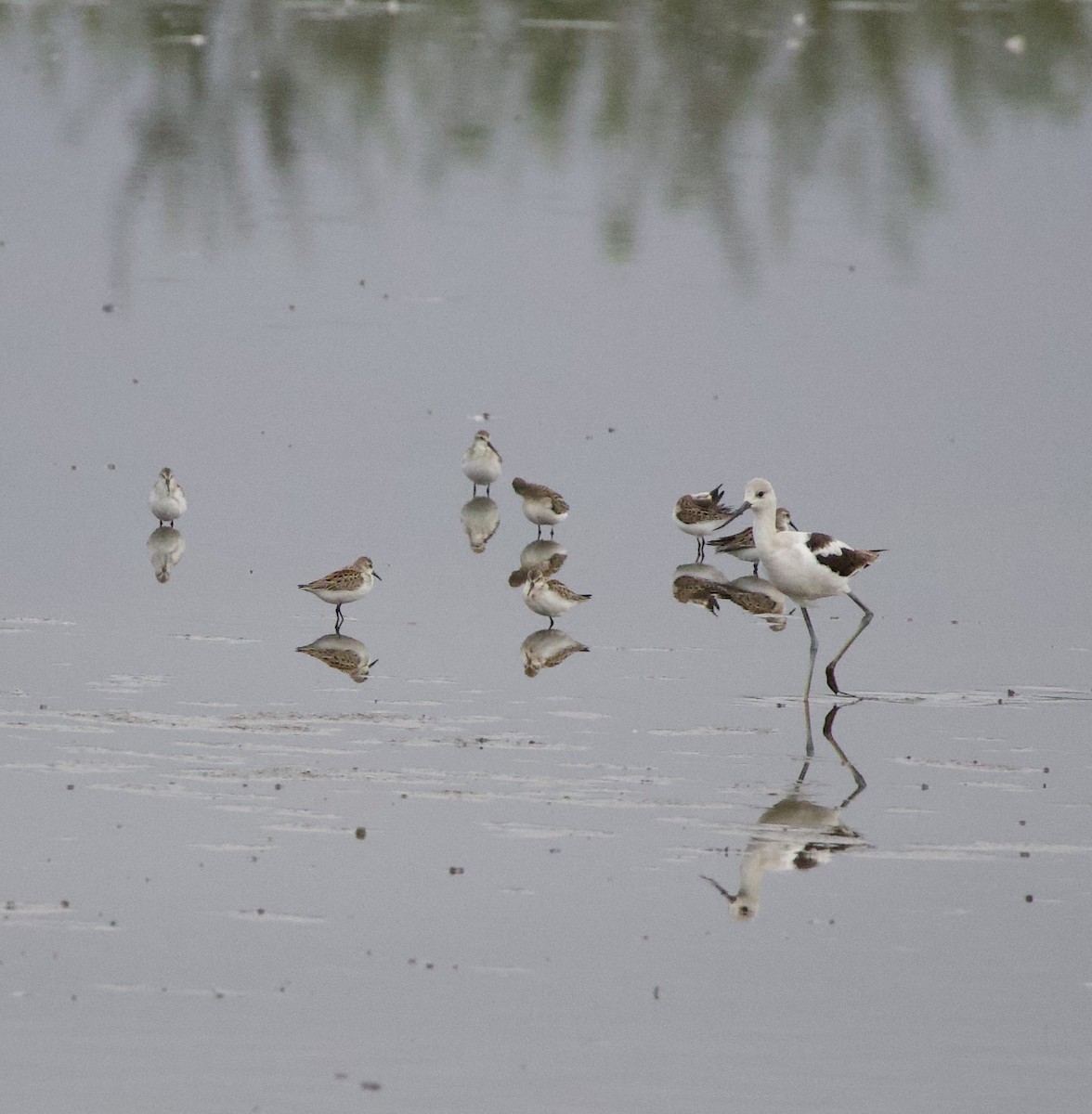 Alaska Kumkuşu - ML646398411