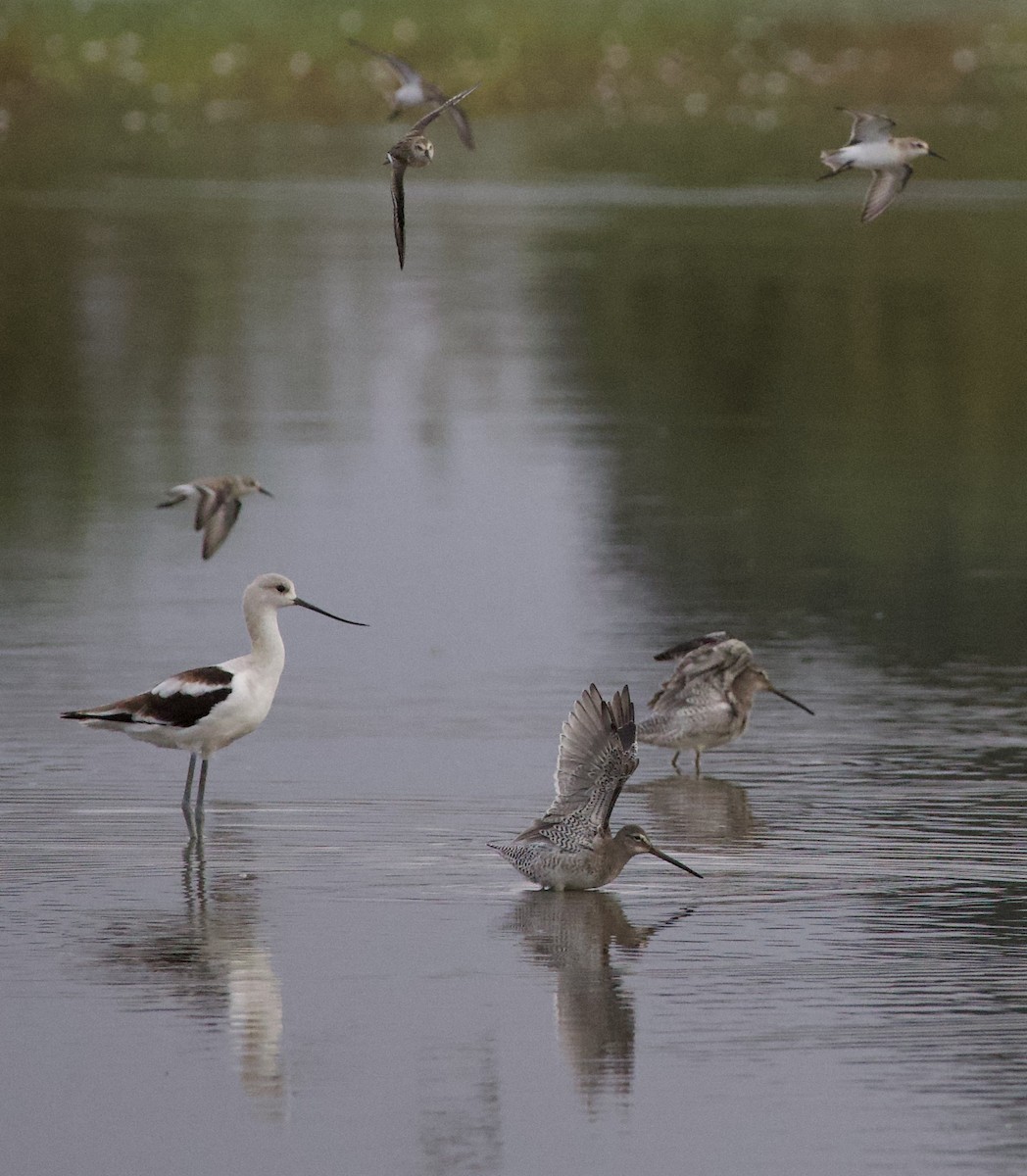 Alaska Kumkuşu - ML646398413