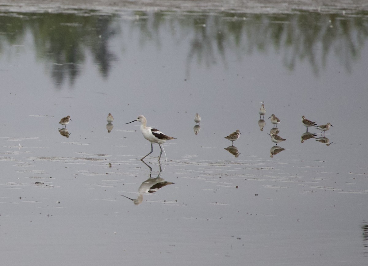 Alaska Kumkuşu - ML646398414