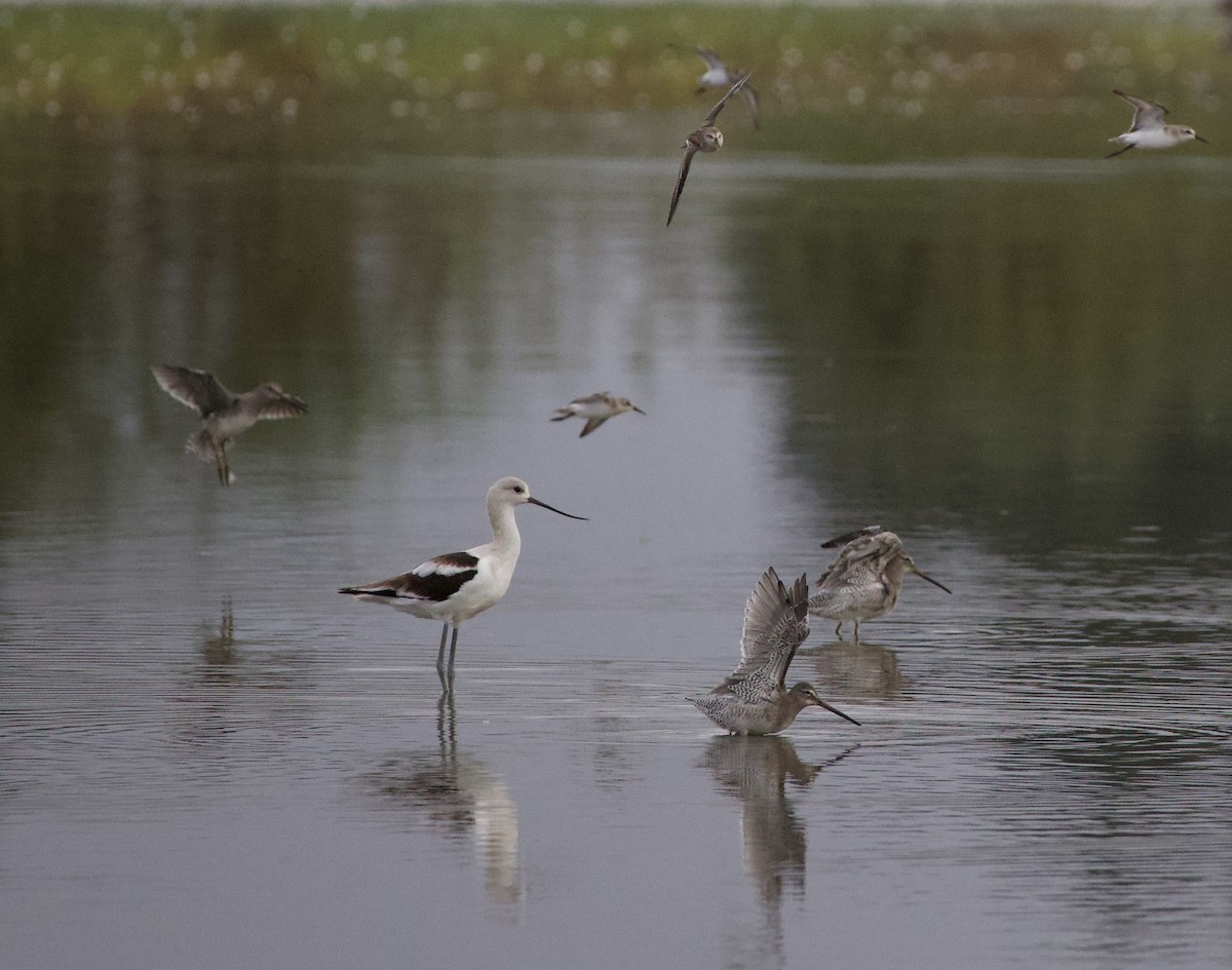 Alaska Kumkuşu - ML646398415