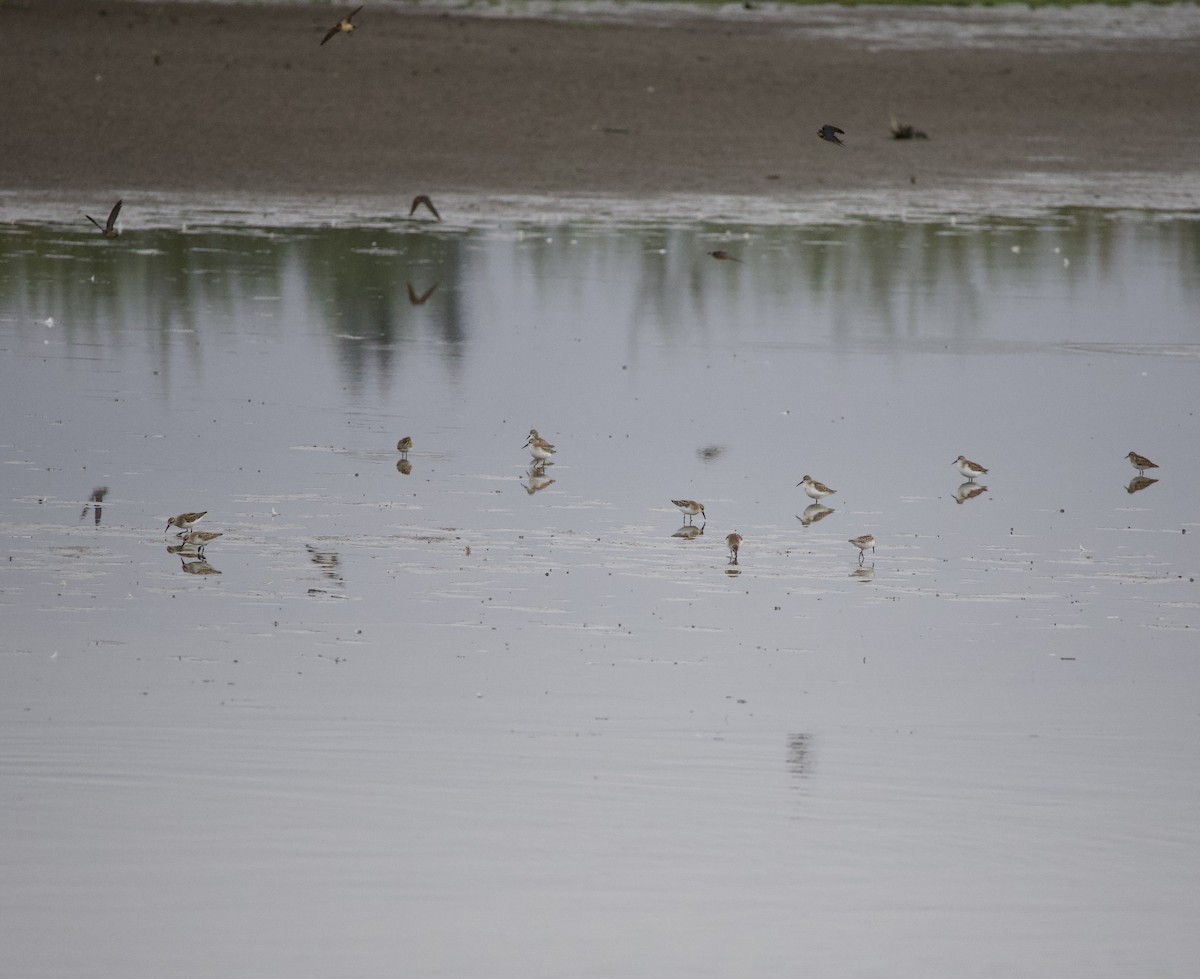 Alaska Kumkuşu - ML646398416