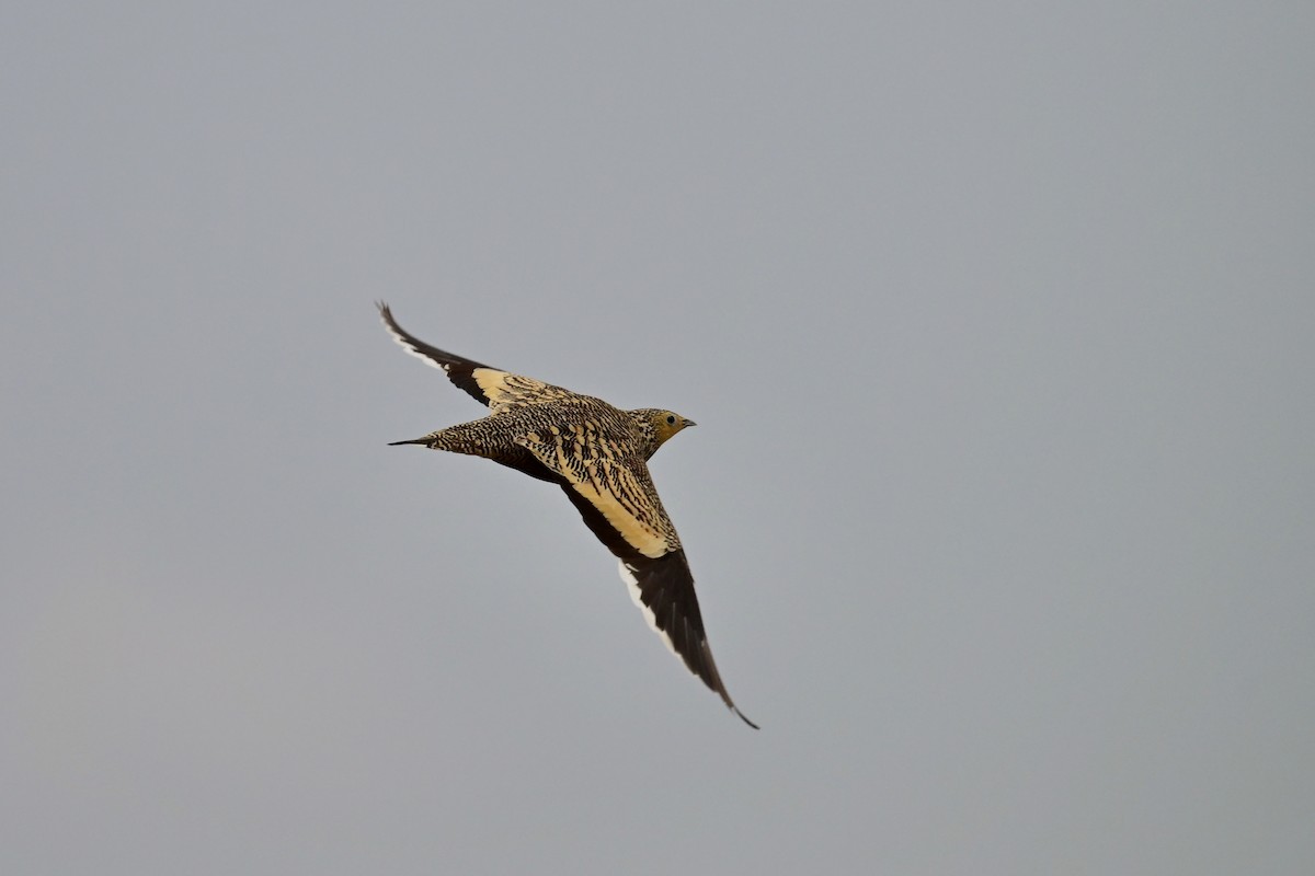 Chestnut-bellied Sandgrouse (African) - ML646398417