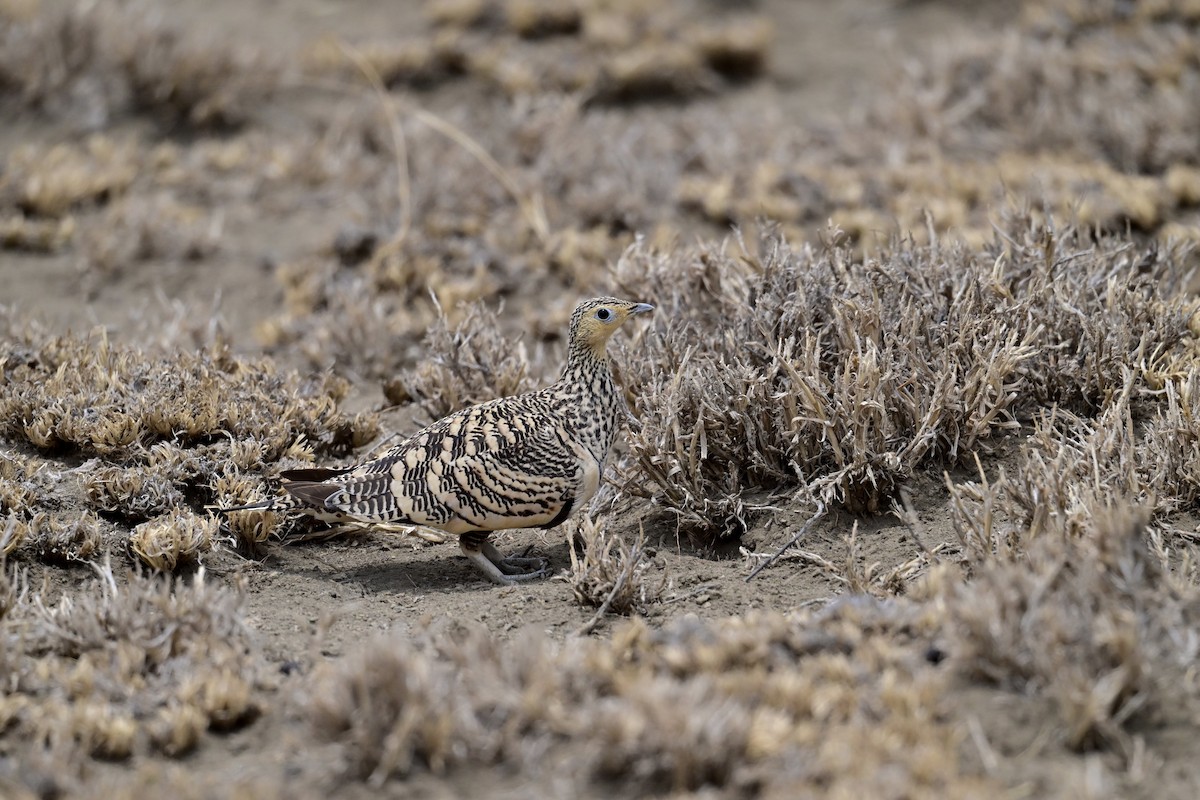 Chestnut-bellied Sandgrouse (African) - ML646398418