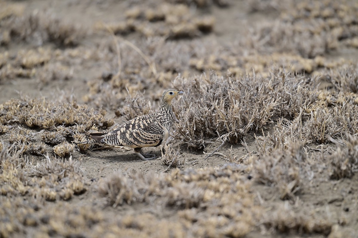 Chestnut-bellied Sandgrouse (African) - ML646398419