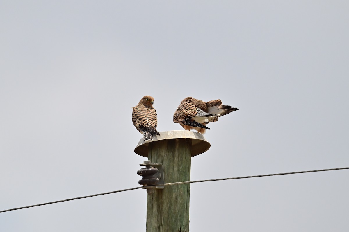 Greater Kestrel - ML646398421