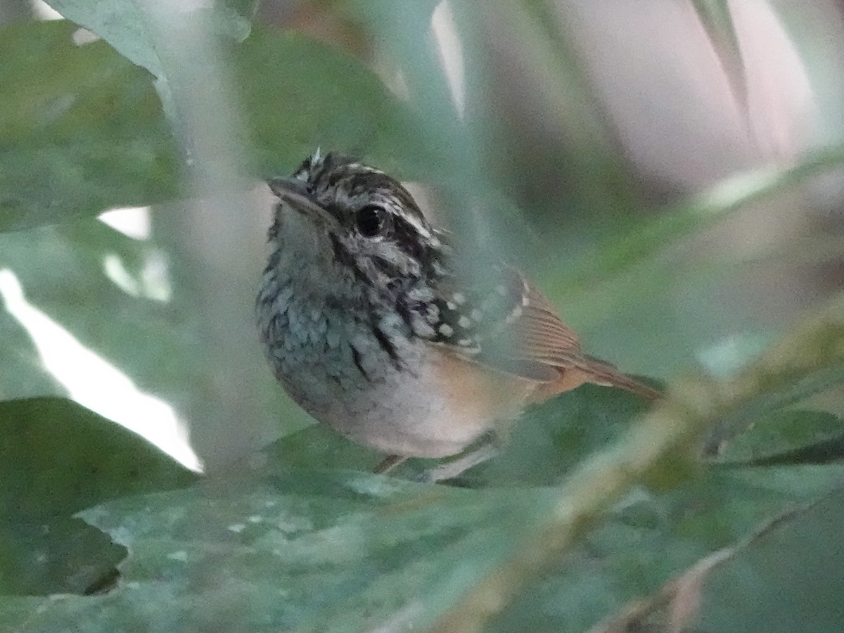 Spix's Warbling-Antbird - ML646398426
