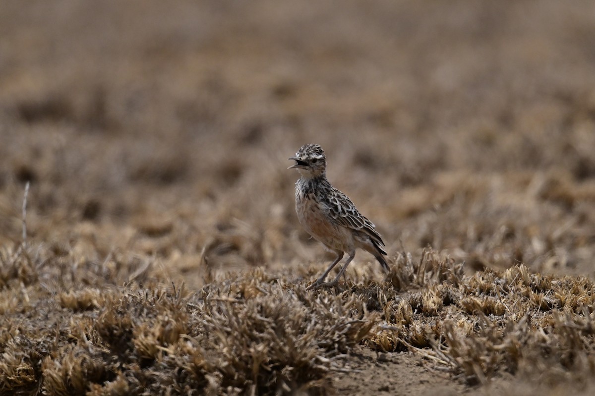 Beesley's Lark - ML646398427