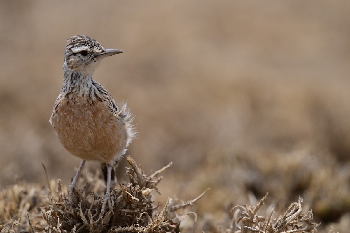 Beesley's Lark - ML646398428