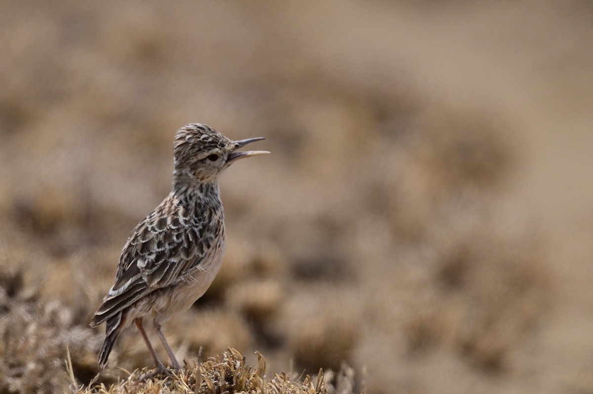 Beesley's Lark - ML646398429