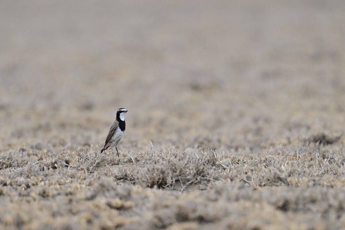 Capped Wheatear - ML646398430