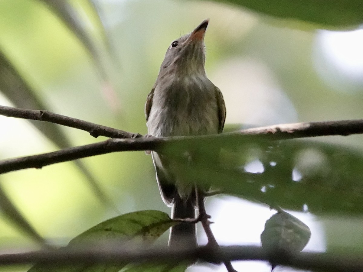 Snethlage's Tody-Tyrant - ML646398432