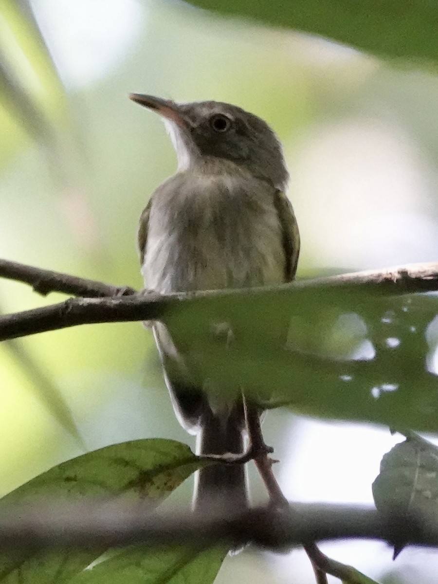 Snethlage's Tody-Tyrant - ML646398433