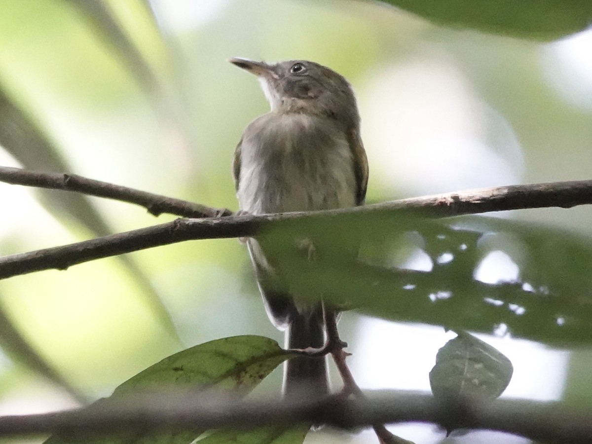 Snethlage's Tody-Tyrant - ML646398434