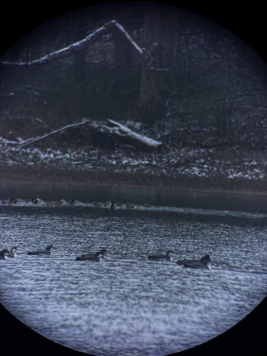 Common Loon - ML646398440